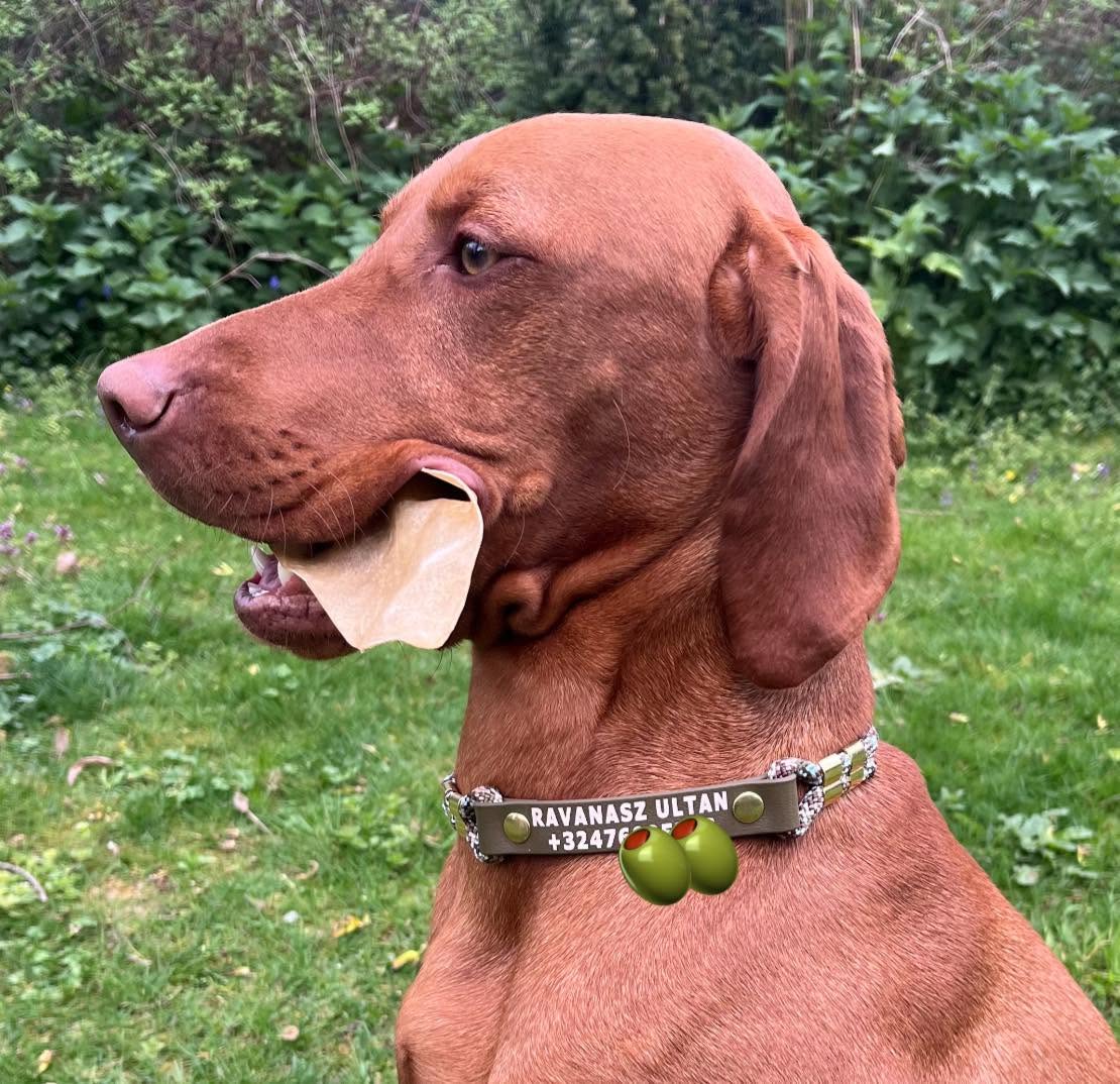 FieldTrial collar with PRINT