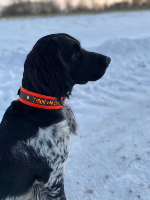 Biothane collar WITH PRINT 25/50mm "bicolor" (buckle)
