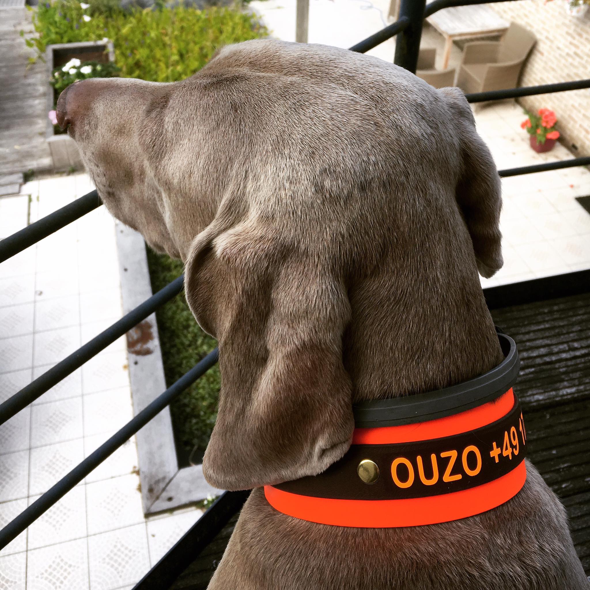 Biothane collar WITH PRINT 25/50mm "bicolor" (buckle)